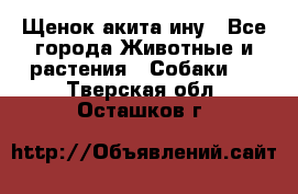 Щенок акита ину - Все города Животные и растения » Собаки   . Тверская обл.,Осташков г.